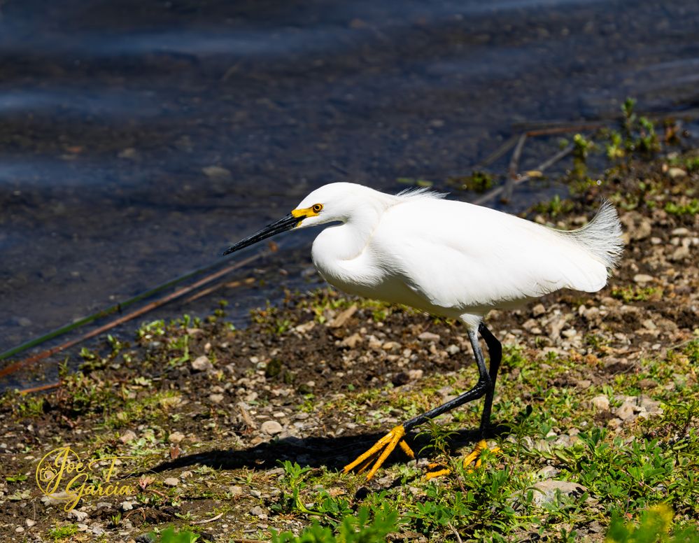 Snowy Egret  R5 Mark II & RF200-800mm F6.3-9 IS USM