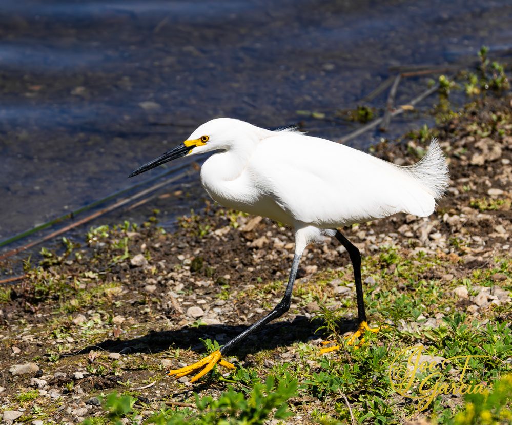 Snowy Egret  R5 Mark II & RF200-800mm F6.3-9 IS USM