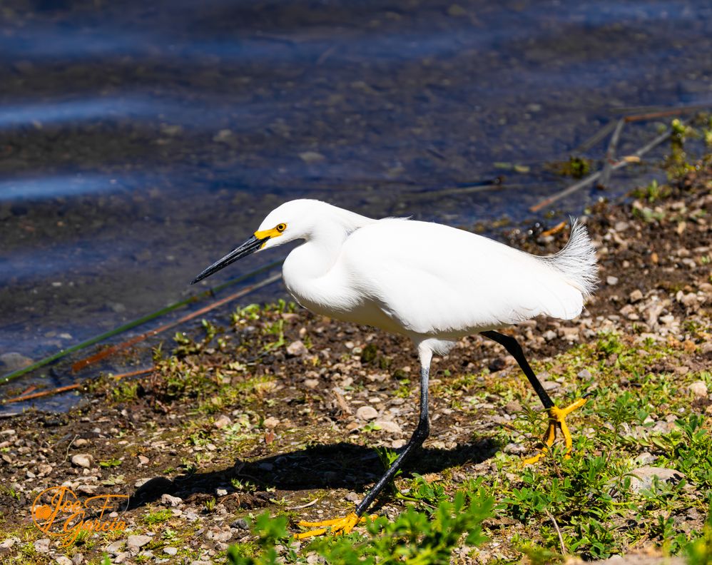 Snowy Egret  R5 Mark II & RF200-800mm F6.3-9 IS USM