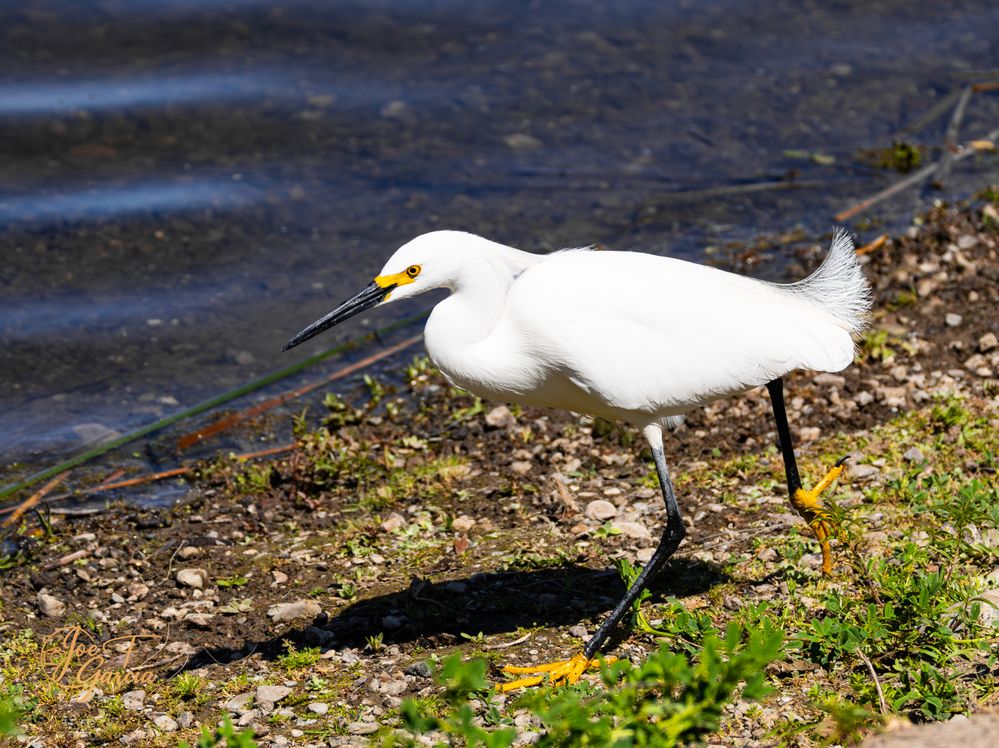 Snowy Egret  R5 Mark II & RF200-800mm F6.3-9 IS USM