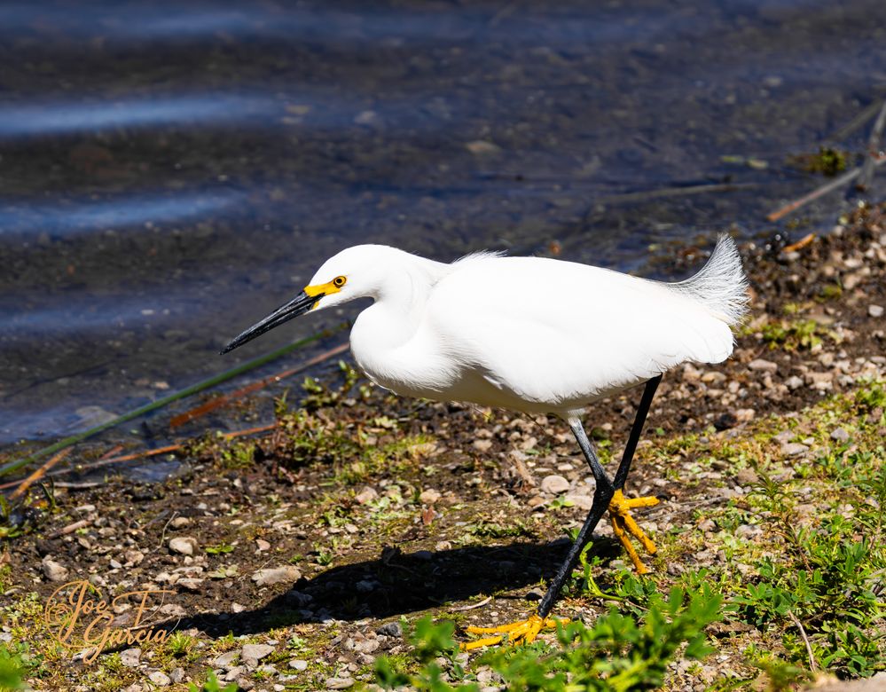 Snowy Egret  R5 Mark II & RF200-800mm F6.3-9 IS USM
