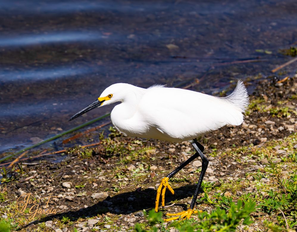 Snowy Egret  R5 Mark II & RF200-800mm F6.3-9 IS USM