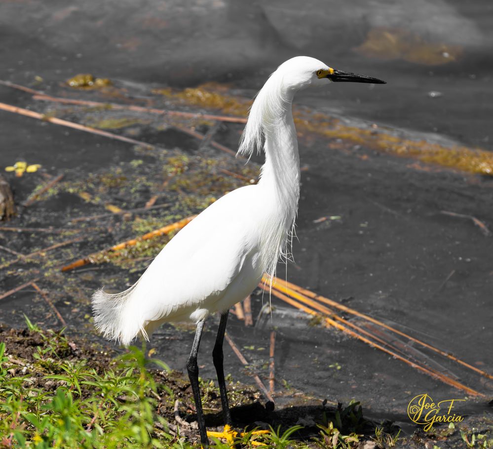 Snowy Egret  R5 Mark II & RF200-800mm F6.3-9 IS USM