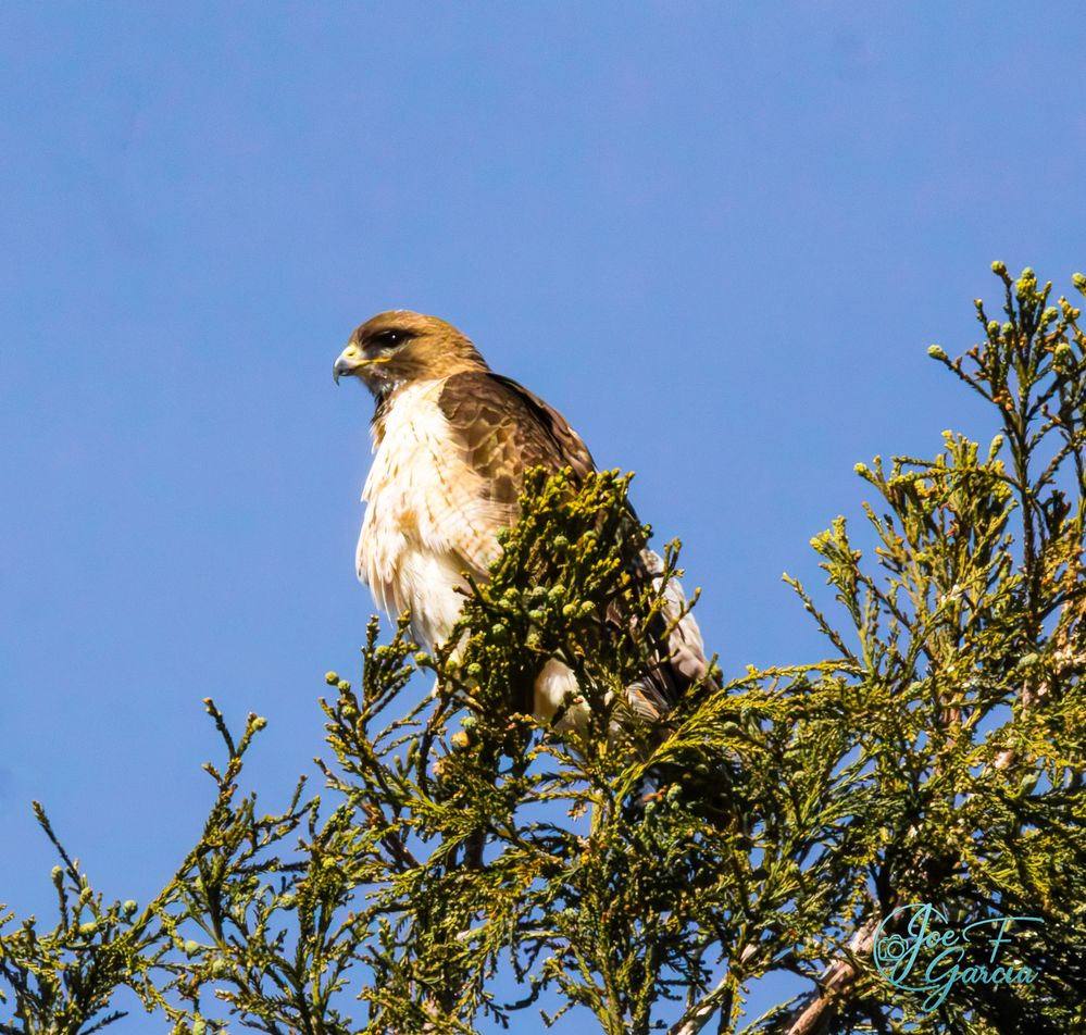 Red-tailed Hawk  R5 Mark II & RF200-800mm F6.3-9 IS US<