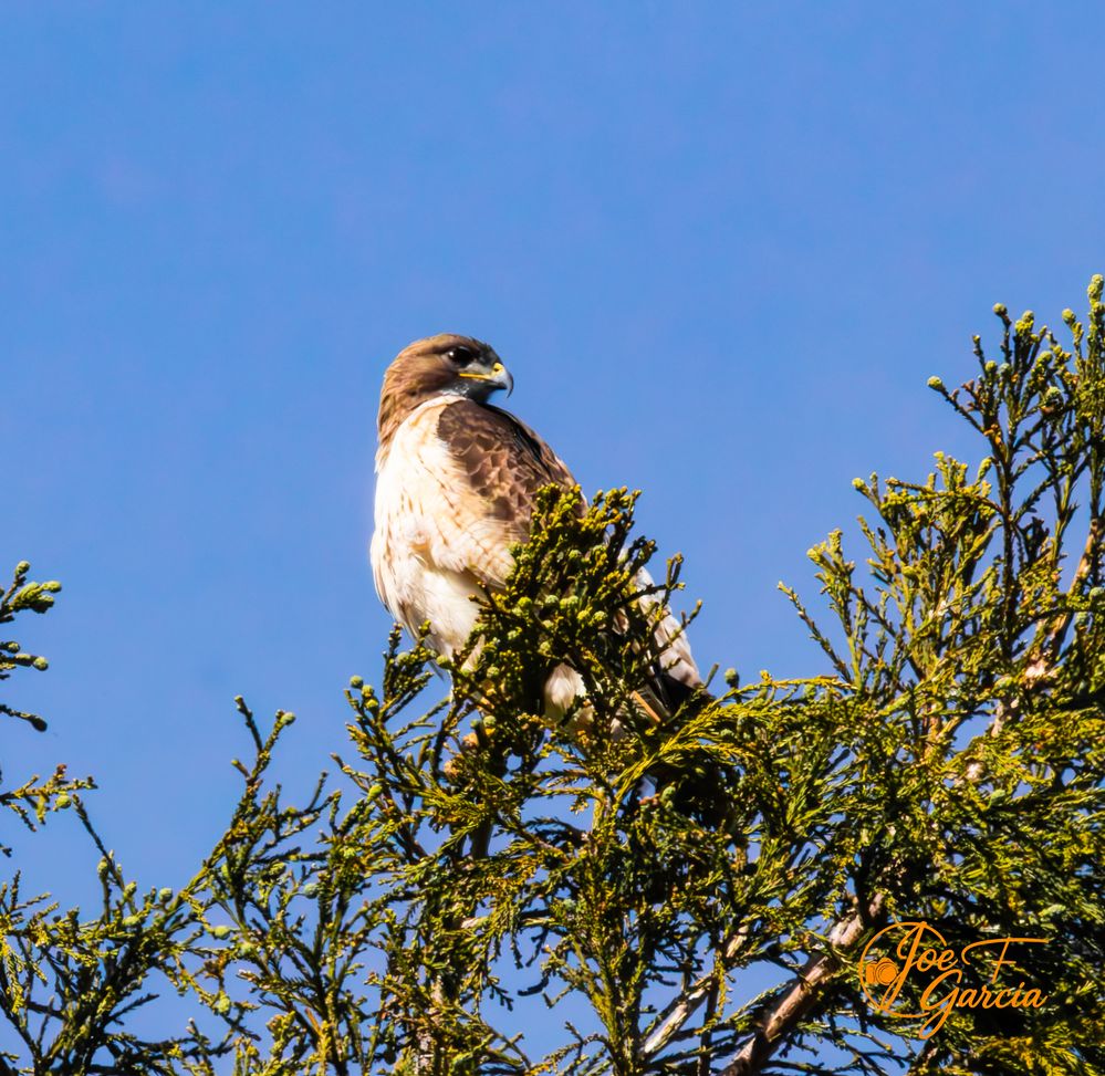 Red-tailed Hawk R5Mark II & RF200-800mm F6.3-9 IS USM
