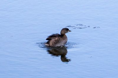 bird.jpg