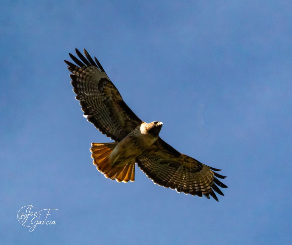 Red-tailed Hawk  R5 Mark II & RF200-800mm F6.3-9 IS USM
