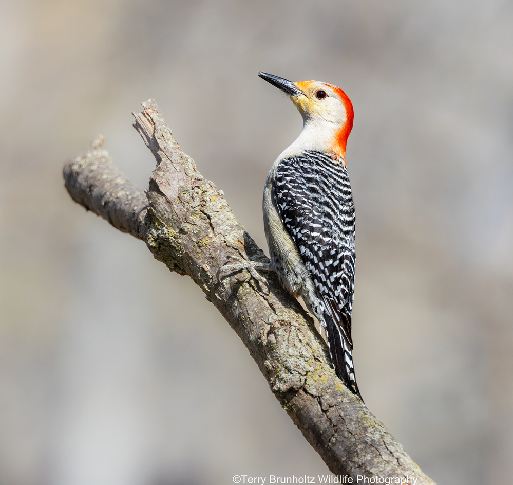 _U0A8726 Red-bellied Woodpecker 29MAR26 (1 of 1) copy.png