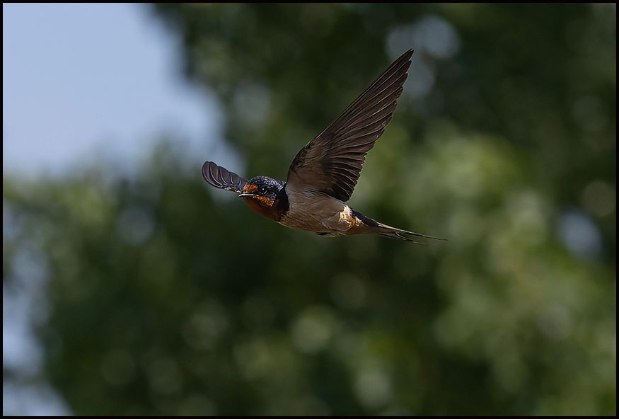 4973_Swallow.jpg