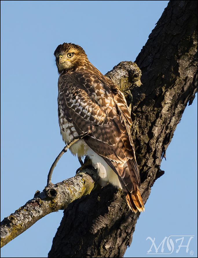 redtail.jpg