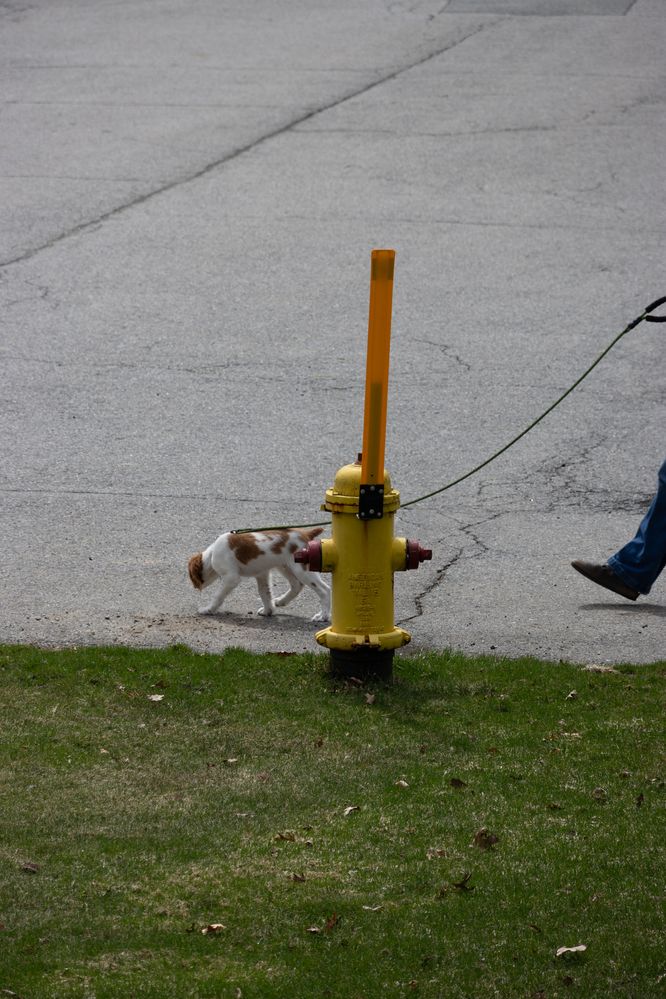 image 2 of fire hydrant