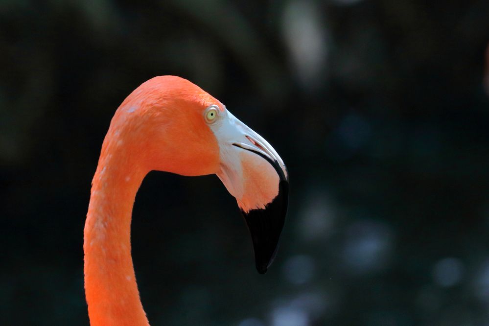 American Flamingo.