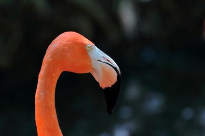 American Flamingo-2a.JPG
