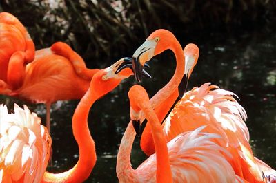 American Flamingo-1a.JPG