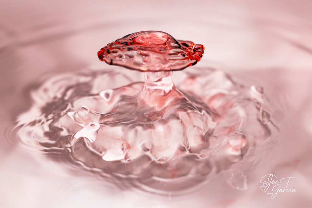 Red Water Mushroom  R6 Mark II & RF100mm F2.8 L Macro IS USM