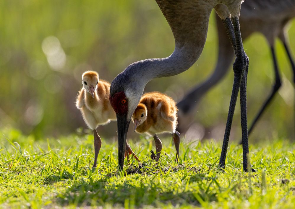 sandhill cranes - alternate.jpg