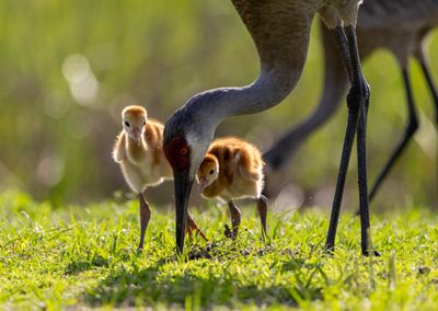 sandhill cranes - alternate.jpg