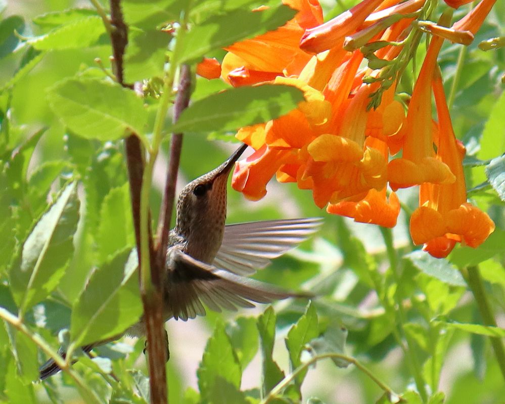 Canon 90D, EF-S55-250 IS II, f7.1, 1/1600 sec, ISO 640