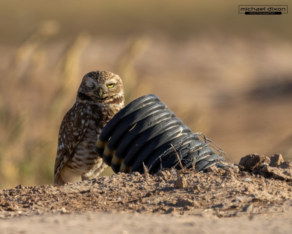 owl_burrowing_sonny-bono_26_04_04_L0A8520.jpg