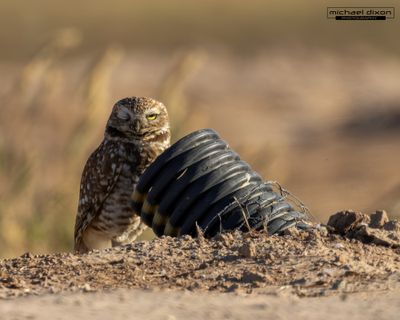 owl_burrowing_sonny-bono_26_04_04_L0A8520.jpg