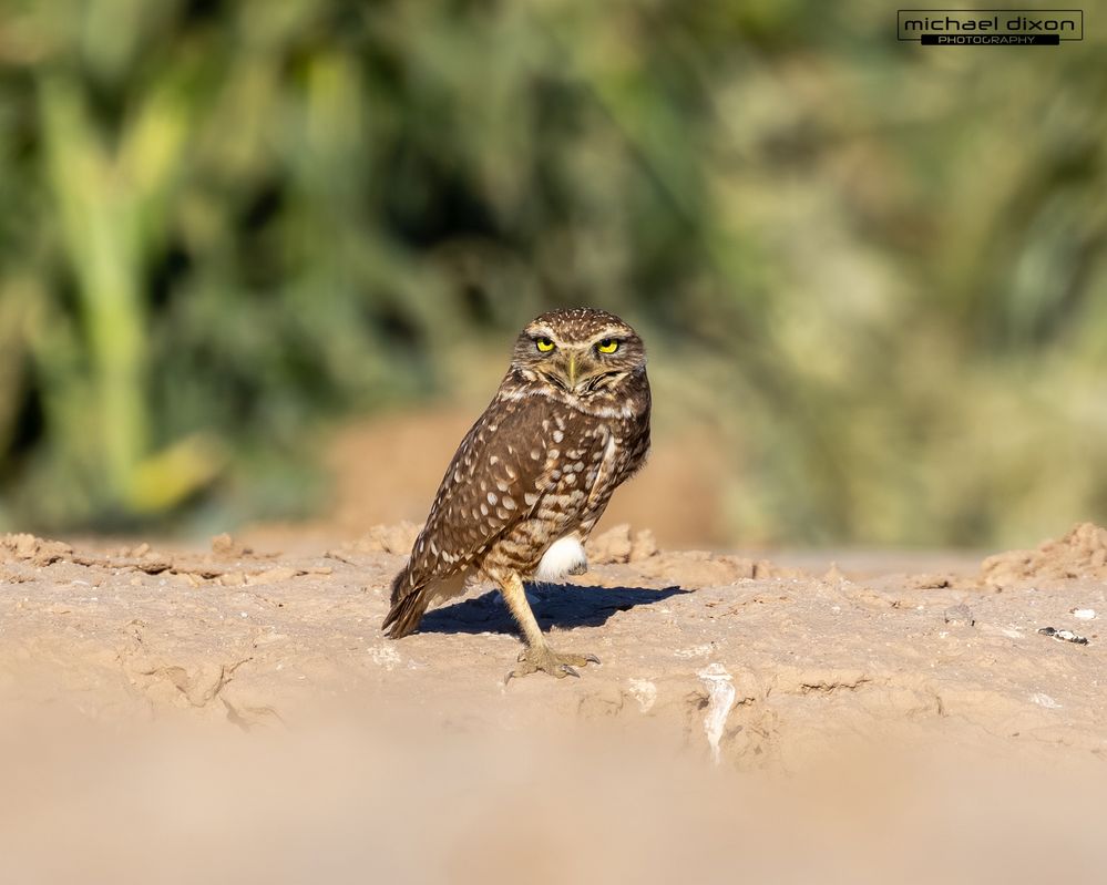 owl_burrowing_sonny-bono_26_04_04_L0A8170.jpg