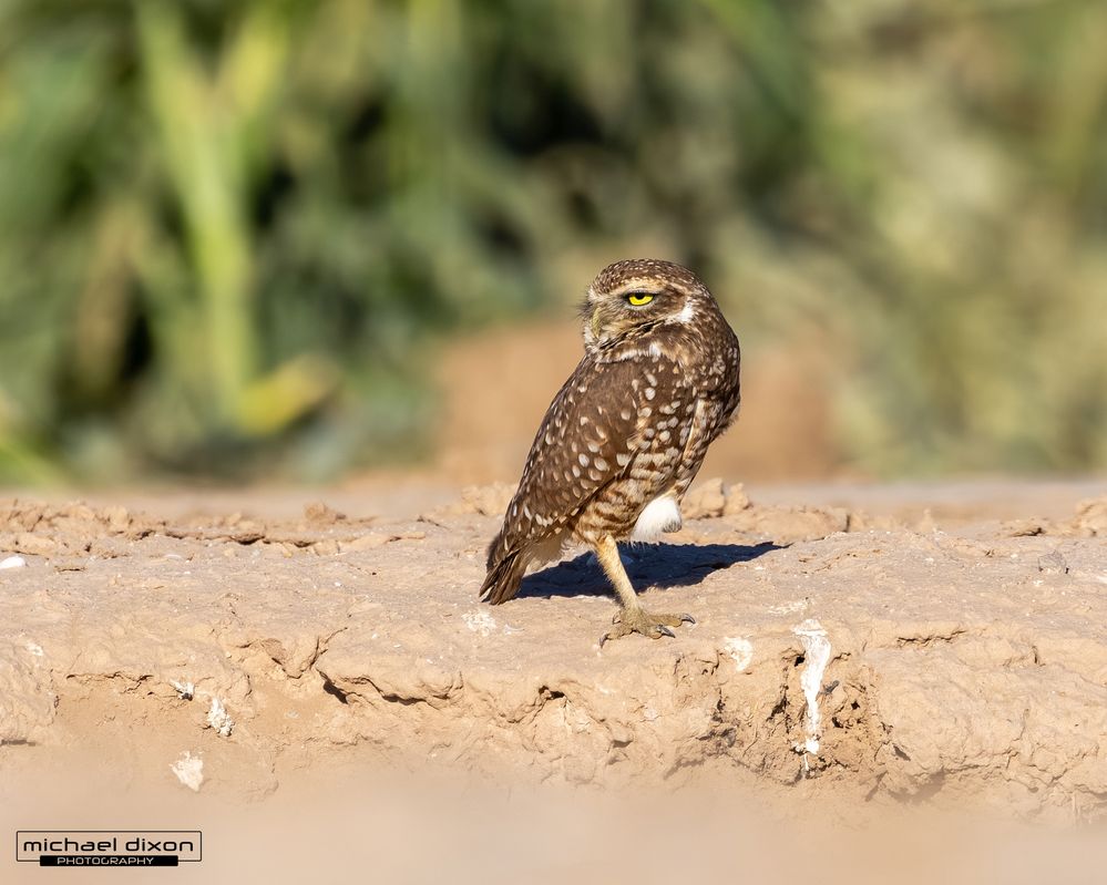 owl_burrowing_sonny-bono_26_04_04_L0A8192.jpg