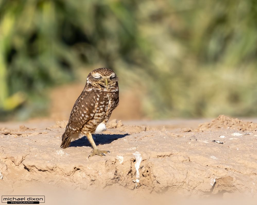 owl_burrowing_sonny-bono_26_04_04_L0A8200.jpg