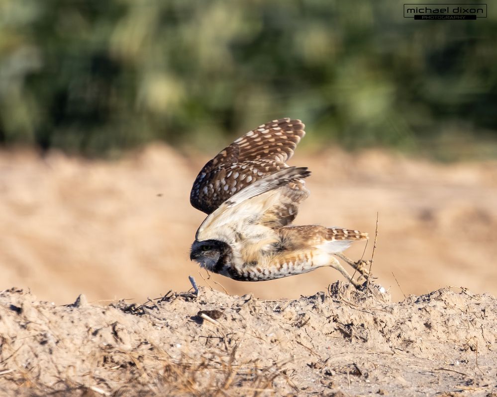 owl_burrowing_sonny-bono_26_04_04_L0A8165.jpg