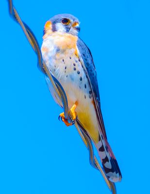 American Kestrel 9 copy.jpg