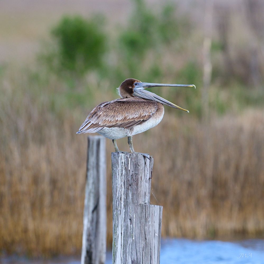 Brown Pelican 3.jpg