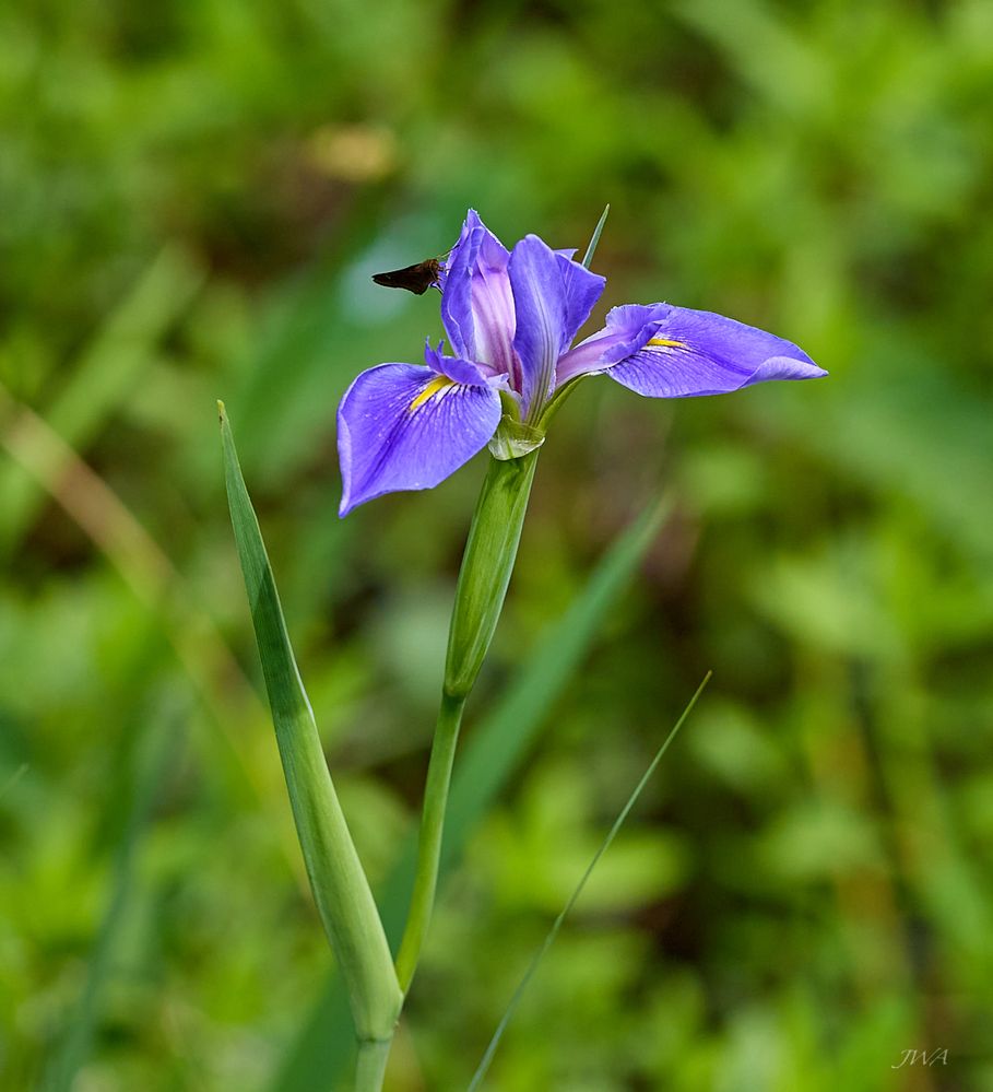flowers bloom 1.jpg