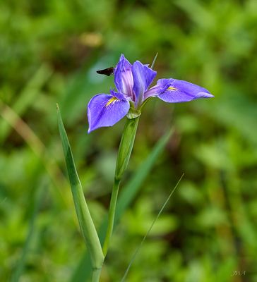 flowers bloom 1.jpg