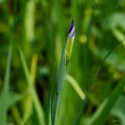 flowers bloom 4.jpg