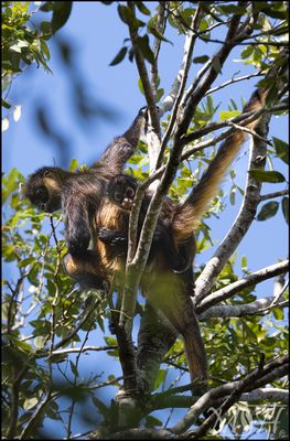 62496_White-bellied Spider Monkey (Ateles belzebuth) Mom and runt.jpg
