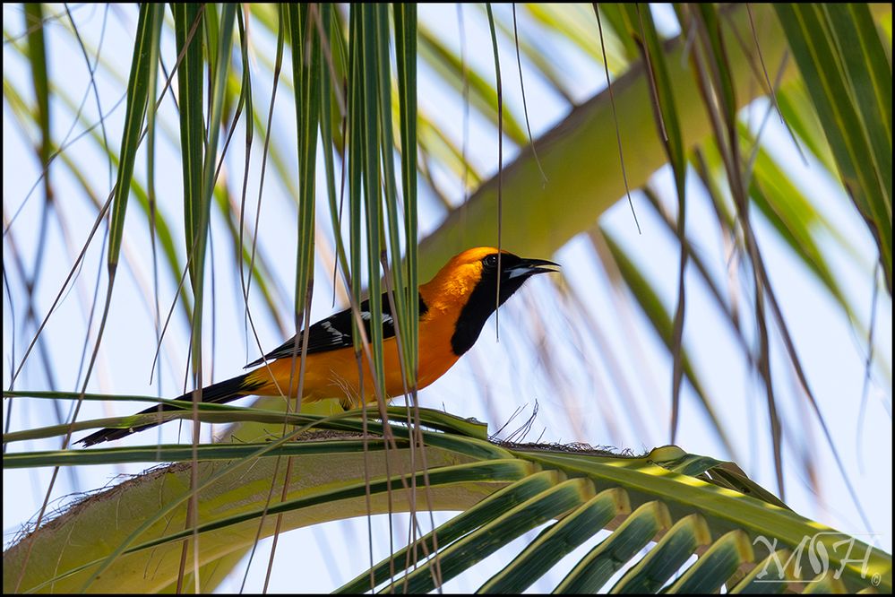 60355 - Hooded Oriole (Icterus cucullatus).jpg