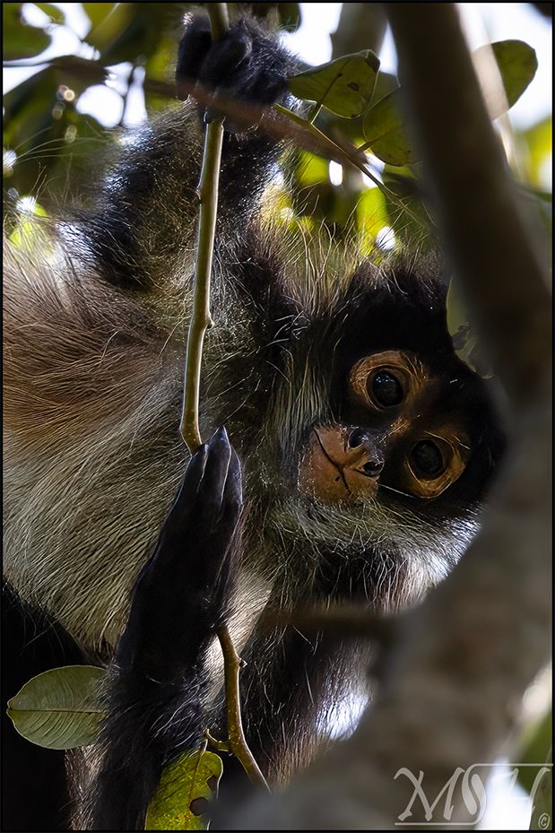 62372 - Portrait Spider Monkey.jpg