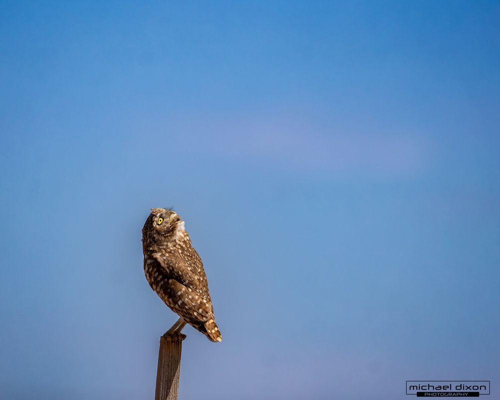 owl_burrowing_sonny-bono_26_04_04_L0A2719-2.jpg