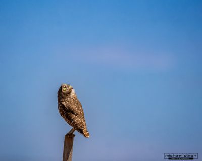 owl_burrowing_sonny-bono_26_04_04_L0A2719-2.jpg
