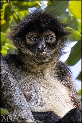 62265 - Adult White Bellied Spider Monkey.jpg