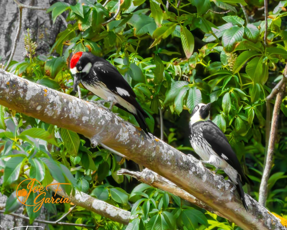 Acorn Woodpeckers  R5 Mark II & RF200-800mm F6.3-9 IS USM