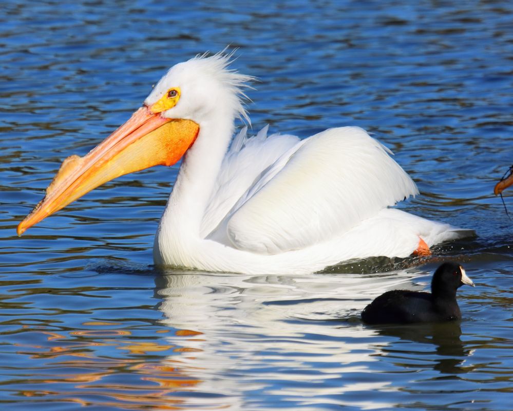 EF 100-400L I, 400mm, f6.3