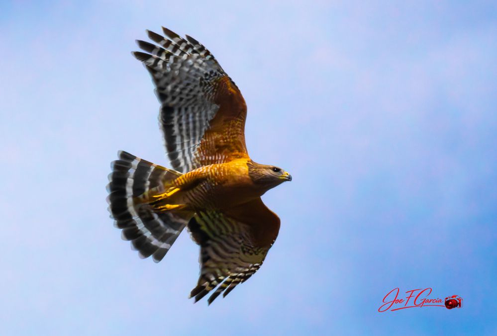 Red Shouldeer Hawk  R5 Mark II & RF200-800mm F6.3-9 IS USM  Handheld