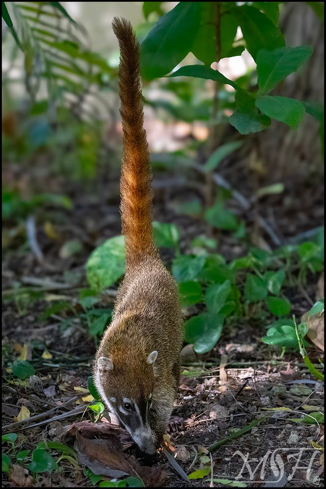 61000_White Nosed Coati - Nasua Narica.jpg