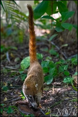 61000_White Nosed Coati - Nasua Narica.jpg