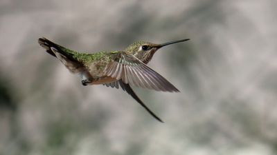 IMG_6311j.JPG