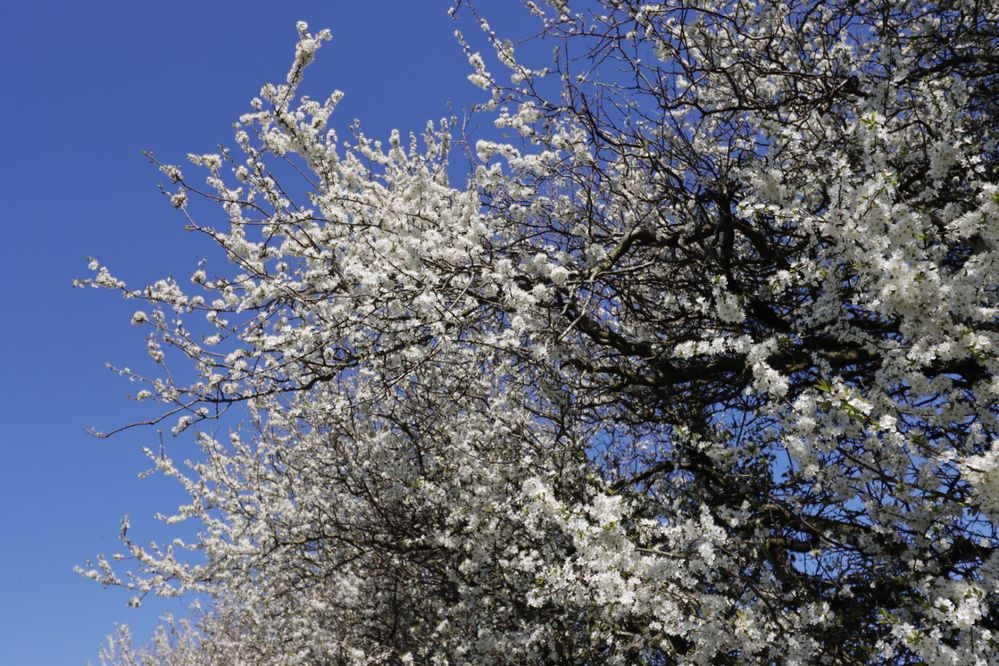 _MG_5196.JPG
