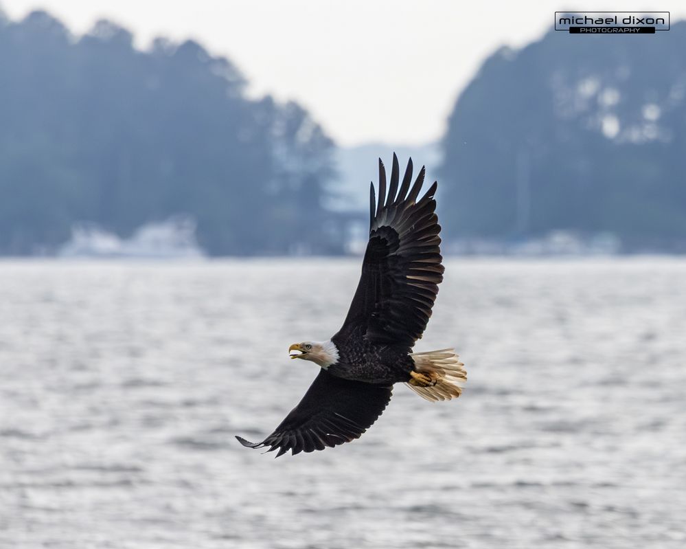 eagle_bald_chapin_26_04_24_L0A0570.jpg