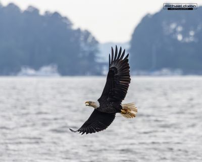 eagle_bald_chapin_26_04_24_L0A0570.jpg
