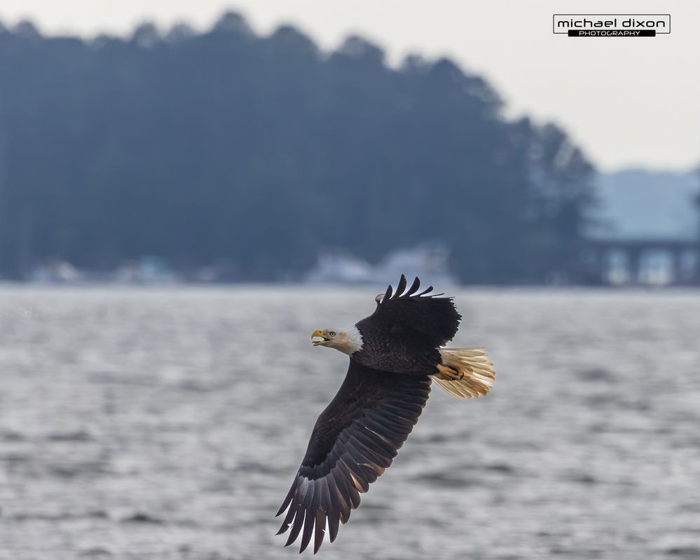 eagle_bald_chapin_26_04_24_L0A0571.jpg