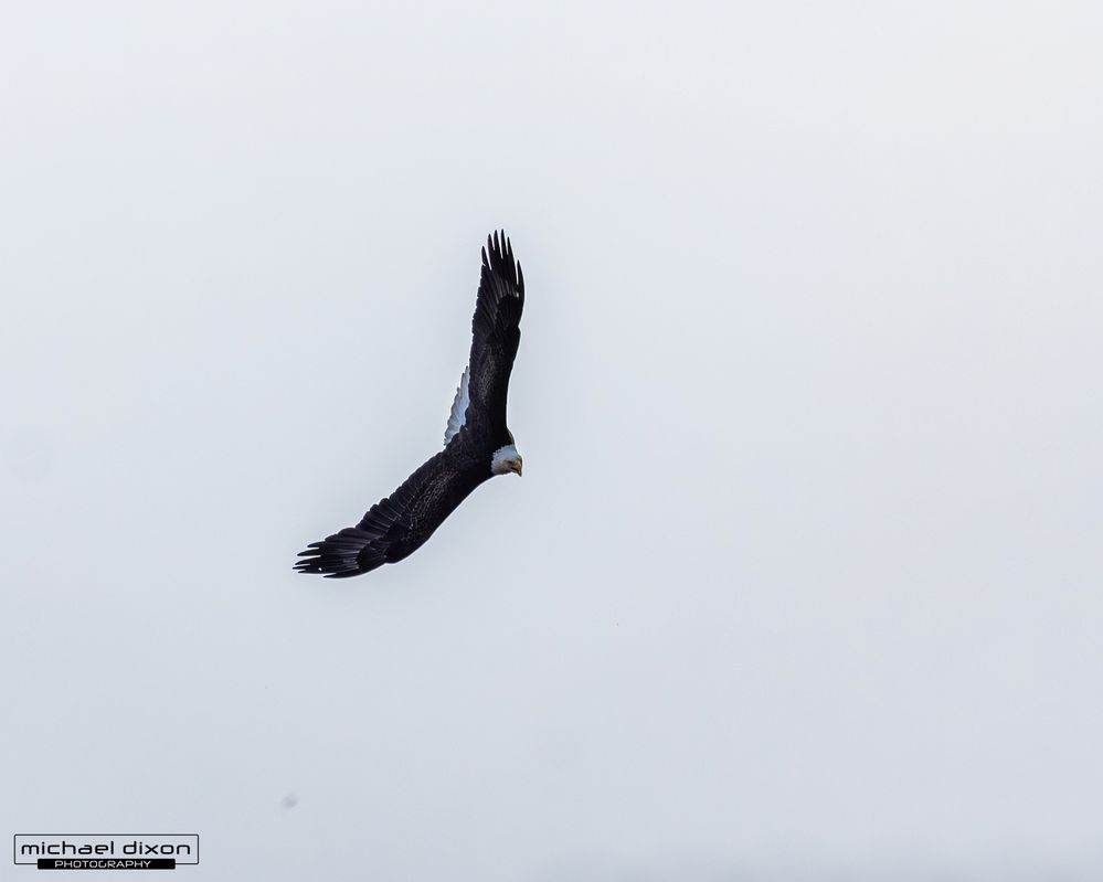 eagle_bald_chapin_26_04_24_L0A0534.jpg